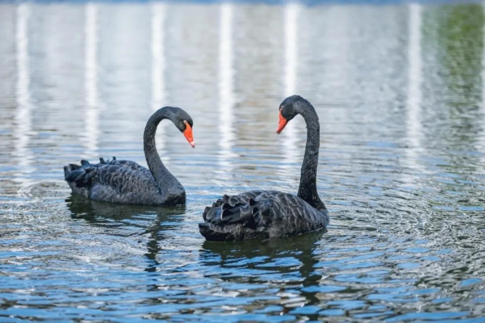 1589193559656030147.jpg 1.jpg